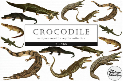 Crocodile  Vintage Animal illustration Clip Art, Clipart, Fussy Cut
