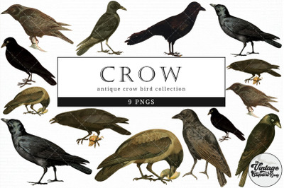 Crow  Vintage Animal illustration Clip Art, Clipart, Fussy Cut