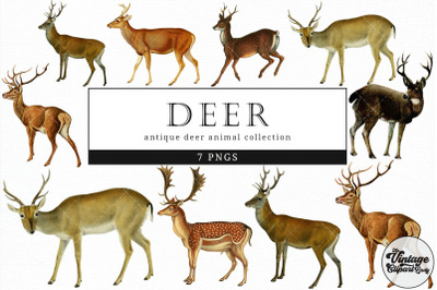 Deer  Vintage Animal illustration Clip Art, Clipart, Fussy Cut