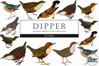 Dipper  Vintage Animal illustration Clip Art, Clipart, Fussy Cut
