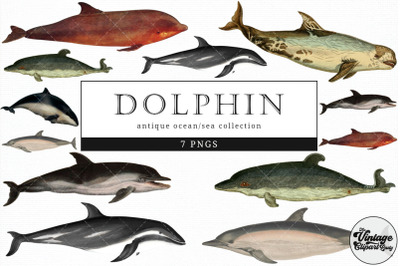 Dolphin  Vintage Animal illustration Clip Art, Clipart, Fussy Cut