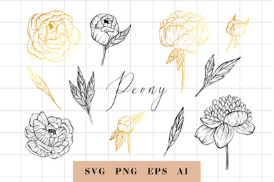 Hand drawn peony flowers illustrations