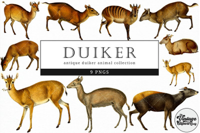 Duiker  Vintage Animal illustration Clip Art, Clipart, Fussy Cut