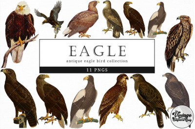 Eagle  Vintage Animal illustration Clip Art, Clipart, Fussy Cut