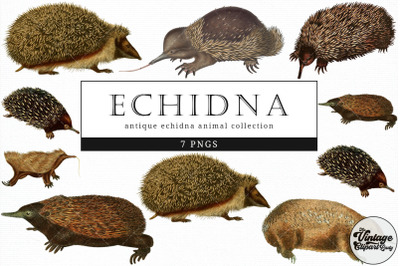 Echidna  Vintage Animal illustration Clip Art, Clipart, Fussy Cut