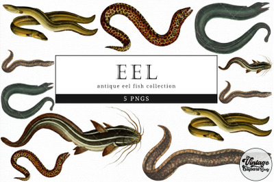 Eel  Vintage Animal illustration Clip Art, Clipart, Fussy Cut