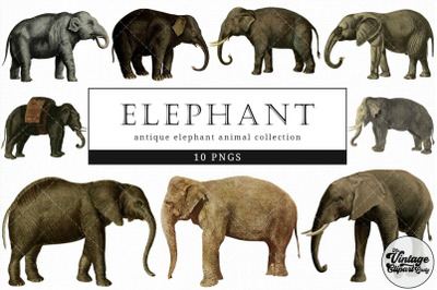 Elephant  Vintage Animal illustration Clip Art, Clipart, Fussy Cut