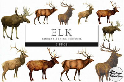 Elk  Vintage Animal illustration Clip Art, Clipart, Fussy Cut