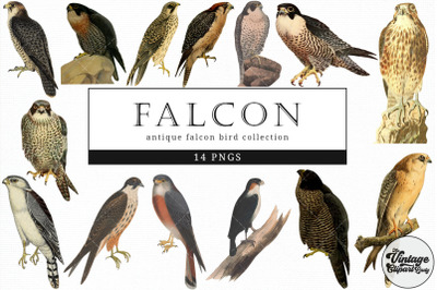 Falcon  Vintage Animal illustration Clip Art, Clipart, Fussy Cut