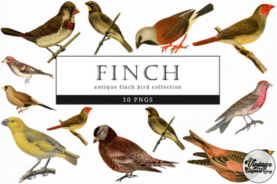 Finch  Vintage Animal illustration Clip Art, Clipart, Fussy Cut