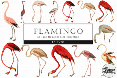 Flamingo  Vintage Animal illustration Clip Art, Clipart, Fussy Cut
