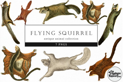 Flying Squirrel  Vintage Animal illustration Clip Art, Clipart