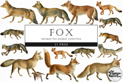 Fox  Vintage Animal illustration Clip Art, Clipart, Fussy Cut