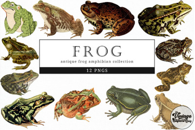 Frog  Vintage Animal illustration Clip Art, Clipart, Fussy Cut