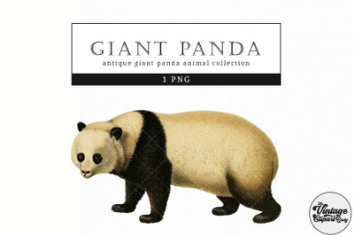 Giant Panda  Vintage Animal illustration Clip Art, Clipart