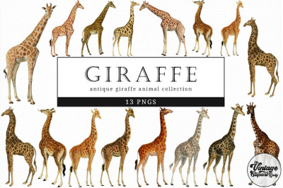 Giraffe  Vintage Animal illustration Clip Art, Clipart, Fussy Cut
