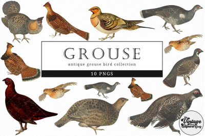 Grouse  Vintage Animal illustration Clip Art, Clipart, Fussy Cut