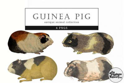 Guinea Pig  Vintage Animal illustration Clip Art, Clipart, Fussy Cut