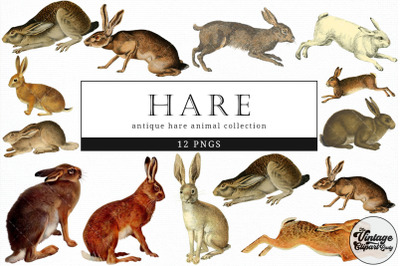 Hare  Vintage Animal illustration Clip Art, Clipart, Fussy Cut