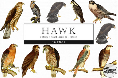Hawk  Vintage Animal illustration Clip Art, Clipart, Fussy Cut