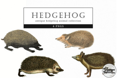 Hedgehog  Vintage Animal illustration Clip Art, Clipart, Fussy Cut