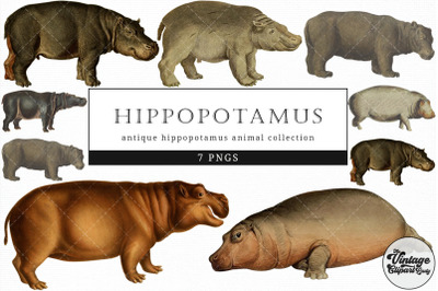 Hippopotamus  Vintage Animal illustration Clip Art, Clipart