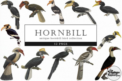 Hornbill  Vintage Animal illustration Clip Art, Clipart, Fussy Cut