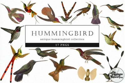 Hummingbird  Vintage Animal illustration Clip Art, Clipart, Fussy Cut