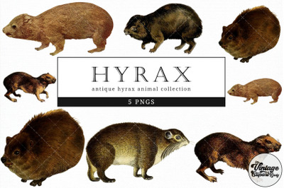 Hyrax  Vintage Animal illustration Clip Art, Clipart, Fussy Cut