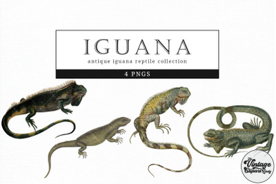 Iguana  Vintage Animal illustration Clip Art, Clipart, Fussy Cut