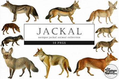 Jackal  Vintage Animal illustration Clip Art, Clipart, Fussy Cut