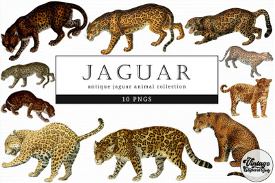 Jaguar  Vintage Animal illustration Clip Art, Clipart, Fussy Cut