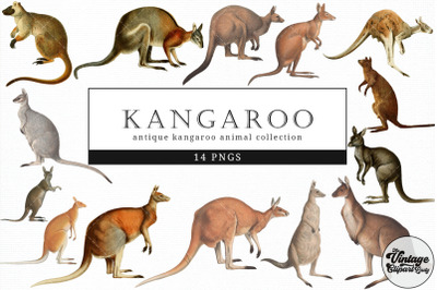 Kangaroo  Vintage Animal illustration Clip Art, Clipart, Fussy Cut