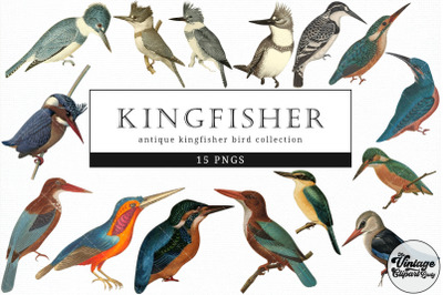 Kingfisher  Vintage Animal illustration Clip Art, Clipart, Fussy Cut