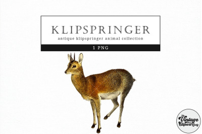 Klipspringer  Vintage Animal illustration Clip Art, Clipart