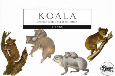 Koala  Vintage Animal illustration Clip Art, Clipart, Fussy Cut