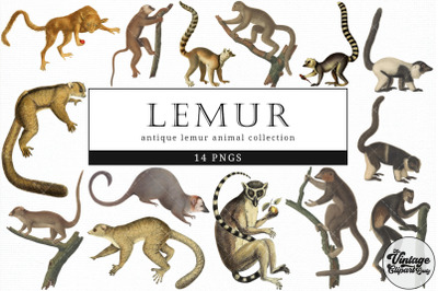 Lemur  Vintage Animal illustration Clip Art, Clipart, Fussy Cut