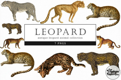 Leopard  Vintage Animal illustration Clip Art, Clipart, Fussy Cut