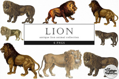 Lion  Vintage Animal illustration Clip Art, Clipart, Fussy Cut