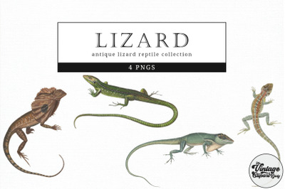 Lizard  Vintage Animal illustration Clip Art, Clipart, Fussy Cut