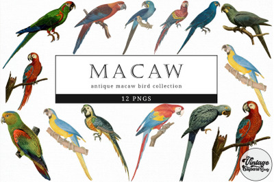 Macaw  Vintage Animal illustration Clip Art, Clipart, Fussy Cut
