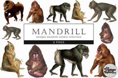 Mandrill  Vintage Animal illustration Clip Art, Clipart, Fussy Cut