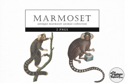Marmoset  Vintage Animal illustration Clip Art, Clipart, Fussy Cut, Ep