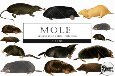Mole  Vintage Animal illustration Clip Art, Clipart, Fussy Cut