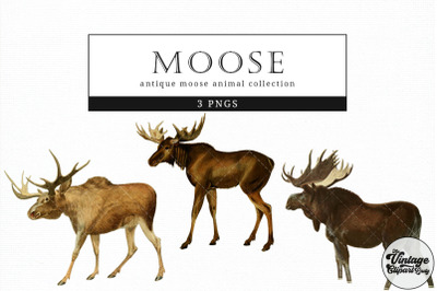 Moose  Vintage Animal illustration Clip Art, Clipart, Fussy Cut
