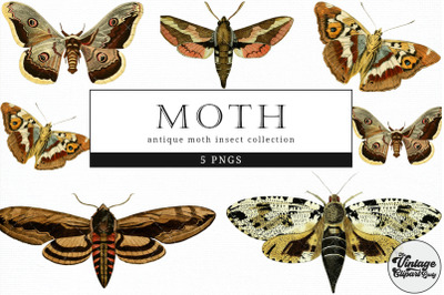 Moth  Vintage Animal illustration Clip Art, Clipart, Fussy Cut