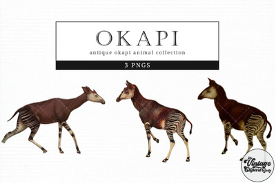 Okapi  Vintage Animal illustration Clip Art, Clipart, Fussy Cut