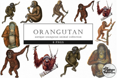 Orangutan  Vintage Animal illustration Clip Art, Clipart, Fussy Cut