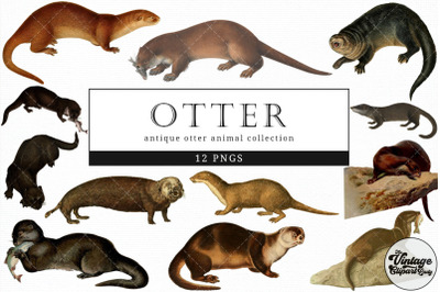 Otter  Vintage Animal illustration Clip Art, Clipart, Fussy Cut