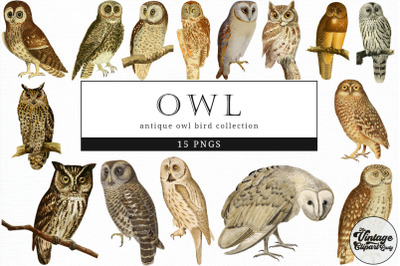 Owl  Vintage Animal illustration Clip Art, Clipart, Fussy Cut